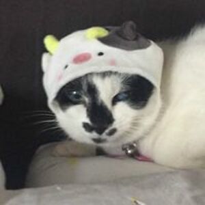 vsouledelafont avatar