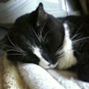 tasneemmohamed avatar