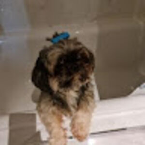 adventuresofamalamal avatar