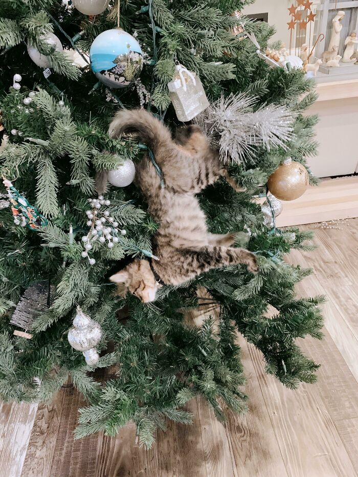 The Reason Cats Jump On Christmas Trees Is That Cats Want To Become Christmas Tree Ornaments