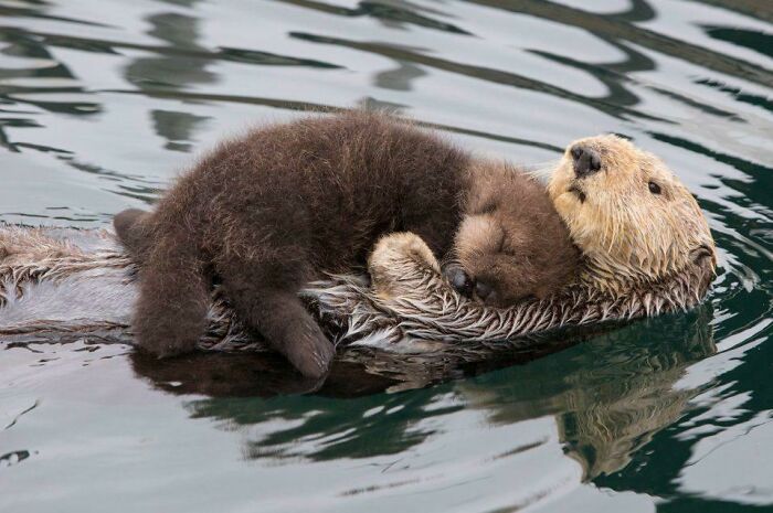 Baby Otter Taking A Nap