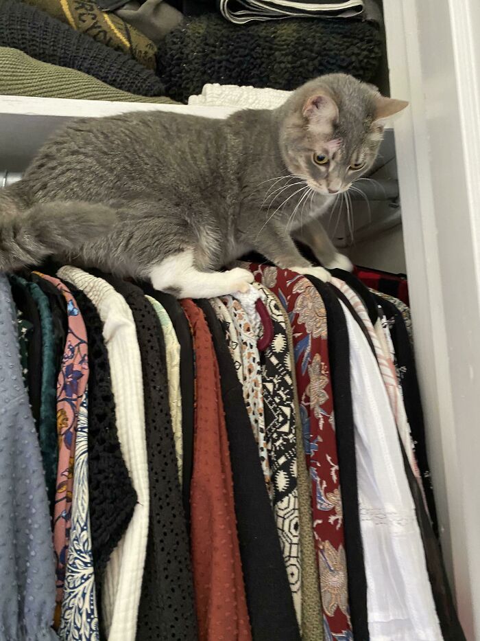 Heard Crying In The Closet... Thistle Was Stuck, Balanced On The Hangers