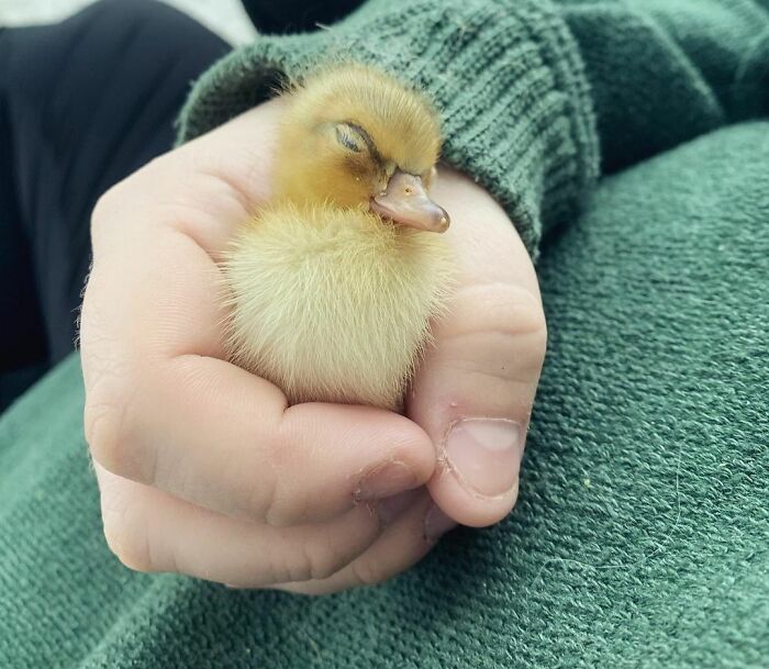 Soft Ducky, Warm Ducky, Little Ball Of Fluff, Go Ahead And Sleep Ducky