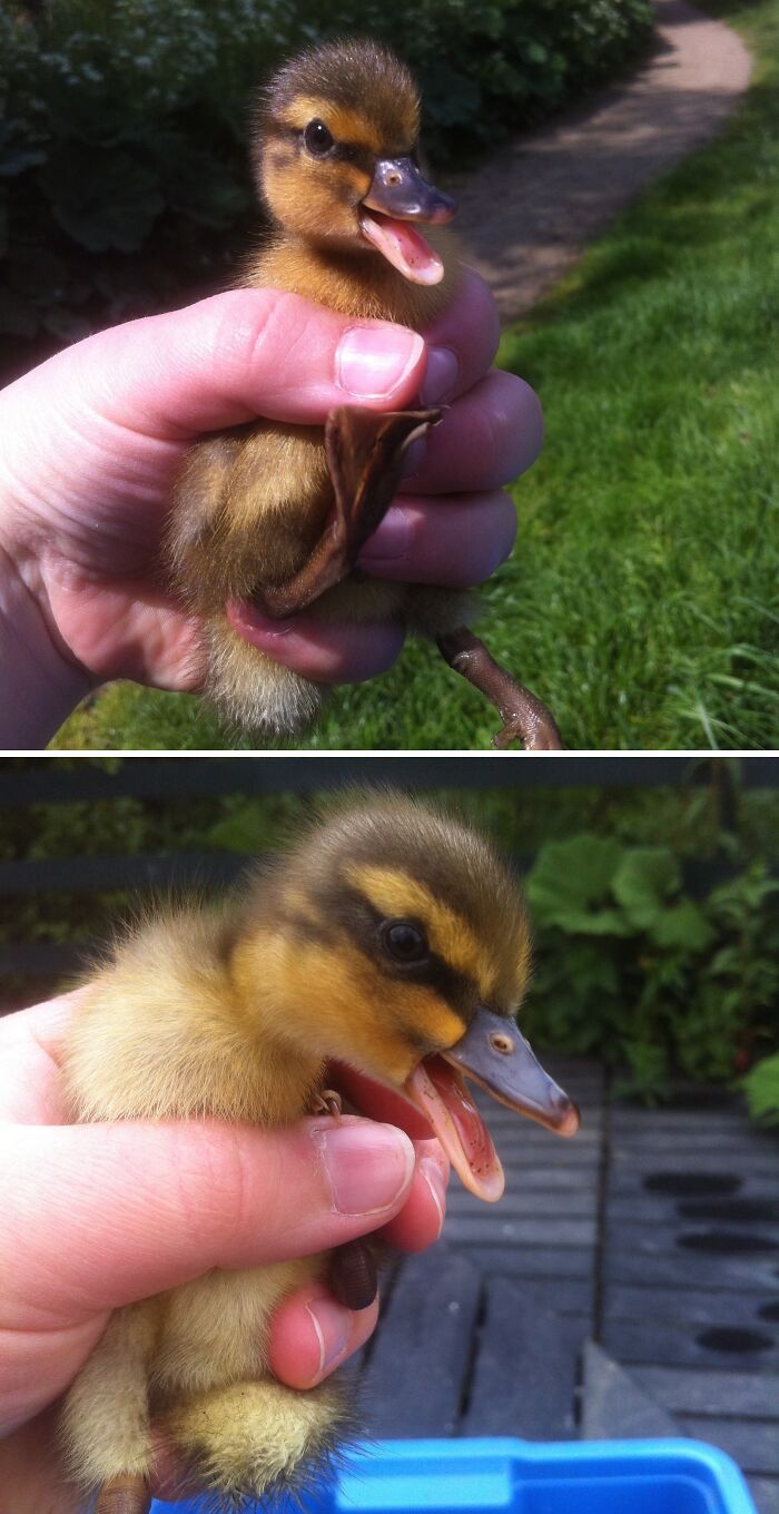 Unexpected Baby Duck Inside My Garden