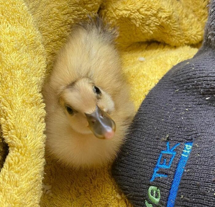 Our Last Baby From Our First Batch Of 2021 Ducklings. We Have Called Him Percy