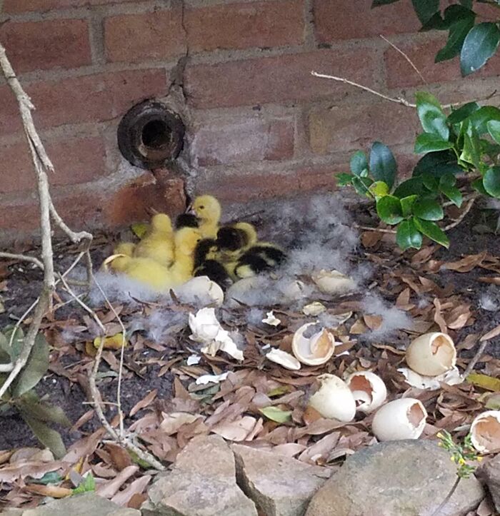 Had A Duck Nesting Under Our Window For About 2 Months Now. The Babies Finally Hatched!