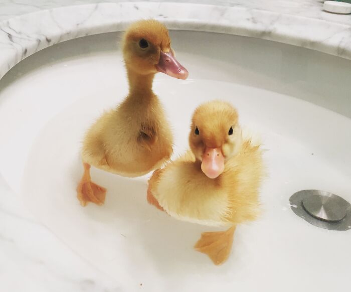 People Said They Needed More Ducks... Here Are Two Of Mine