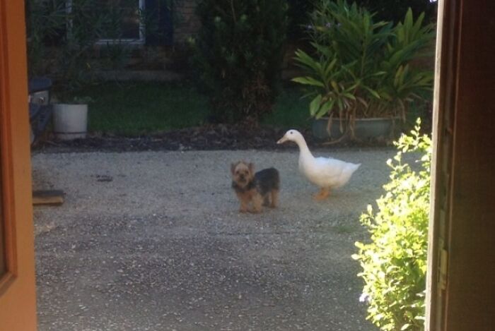 So This Cute Little Dog We Call Skippy Comes To My Dad's House Every Day For Treats. Today He Brought His Duck Friend, Henry