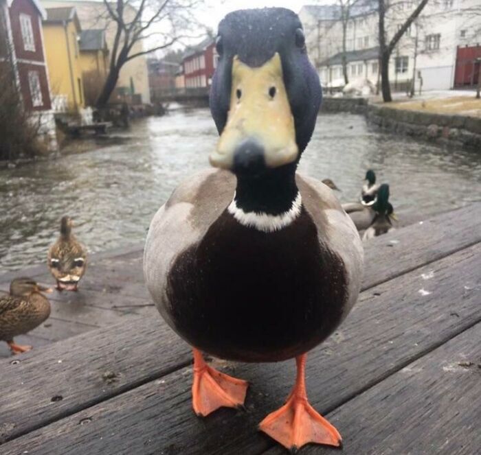 Met A Friendly Duck This Morning