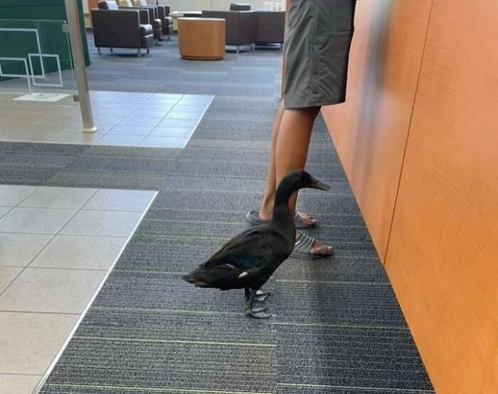 A Duck At My Local Bank