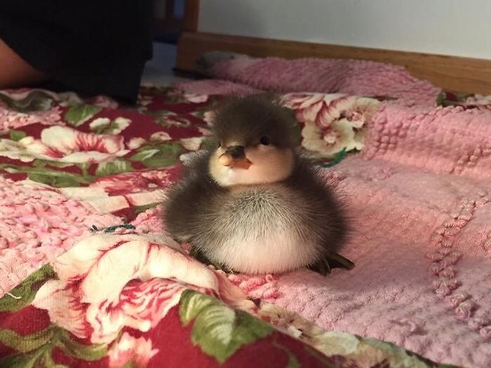 Fattest Baby Duck