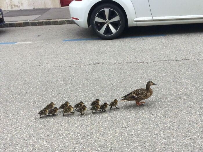 Just Spotted A Duck Mom With Her Little Babies Walking Through The City!