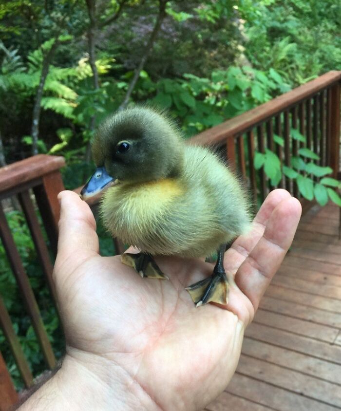 This Is My Duck. Her Name Is Chicken