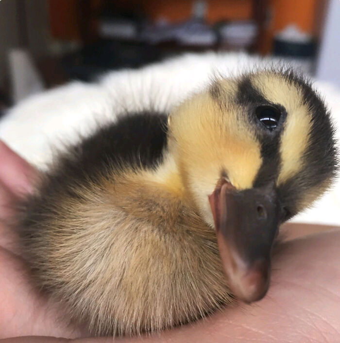 My Friend Found A Lost Baby Duck And Couldn't Say No To Adopting This Face