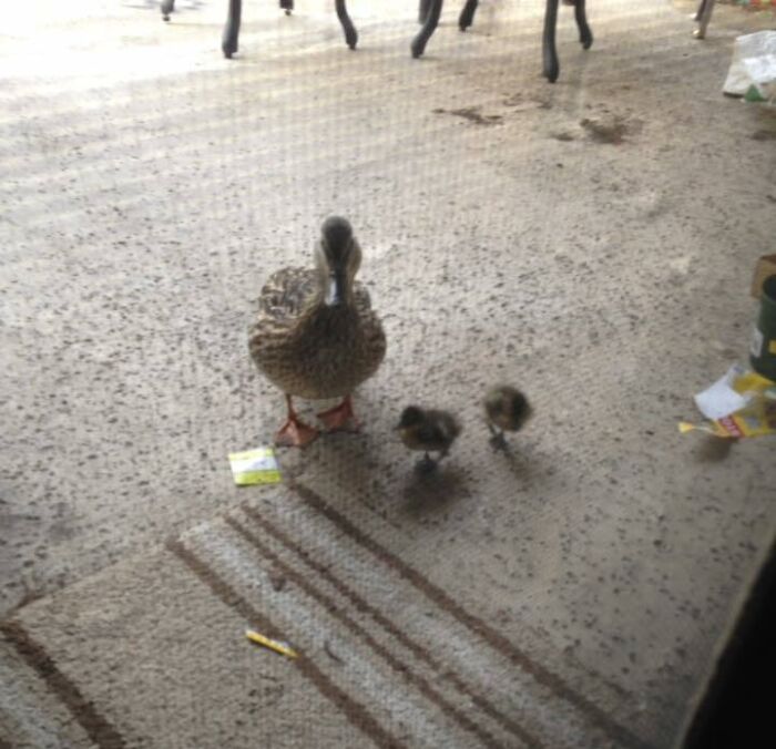 I Befriended A Pair Of Ducks A Few Months Back. I Wake Up To Nuggets