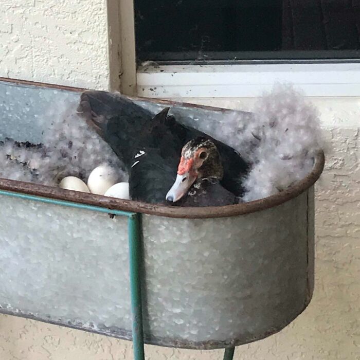 This Duck That Laid Its Eggs In A Planter At My Work