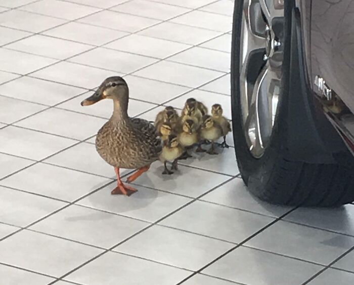 Some Ducks I Found At A Kia Car Showroom