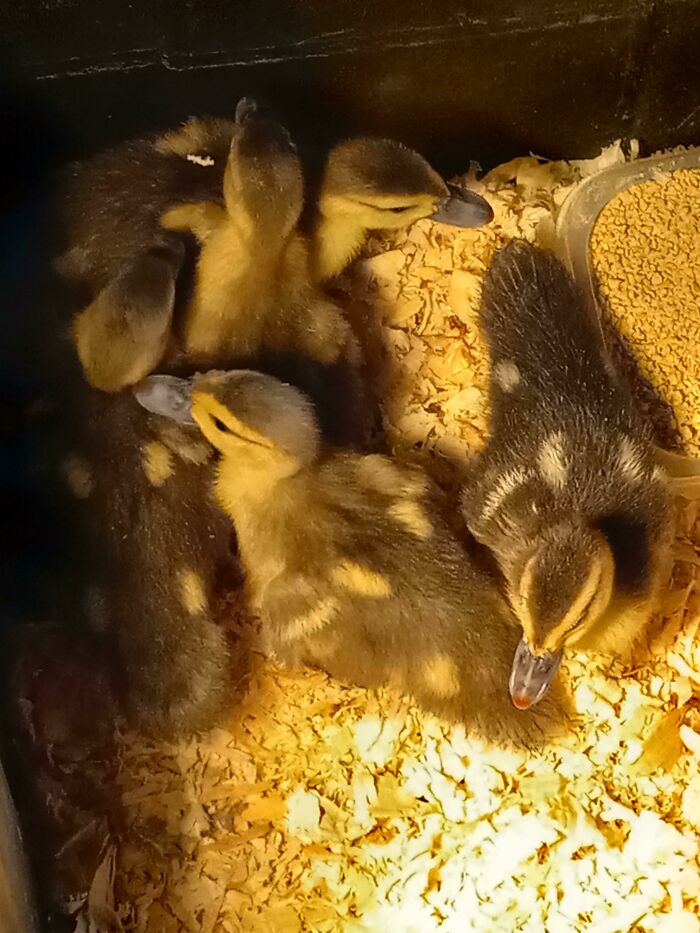 Look At These Cute Ducks!