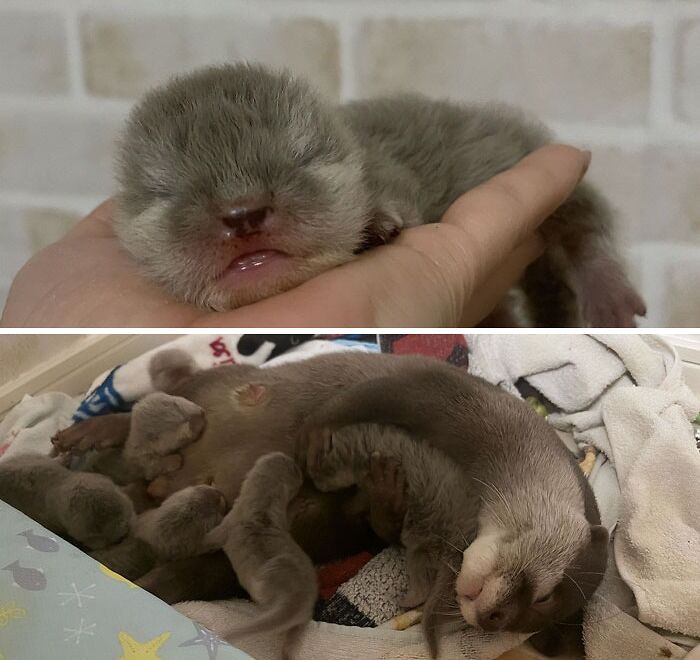 Newborn Otters