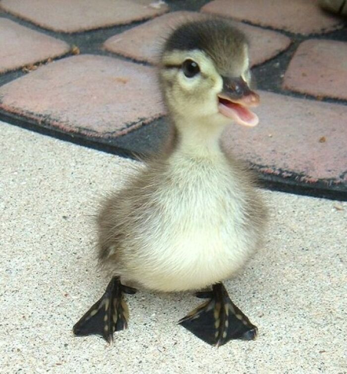 Are Cute Baby Ducks Allowed?