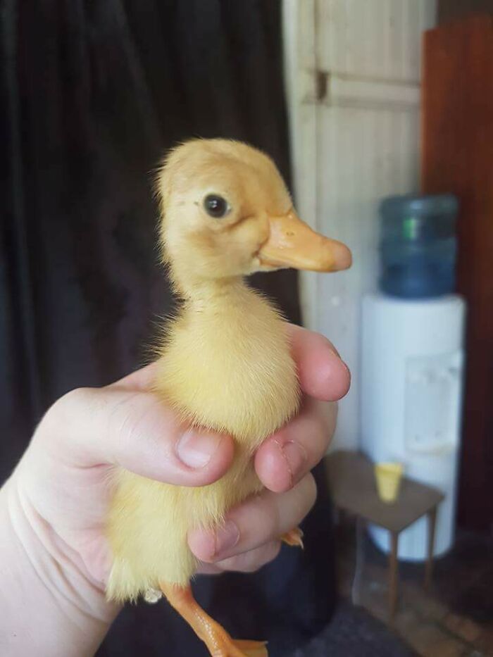Here's A Picture Of A Baby Duck To Make You Feel Better