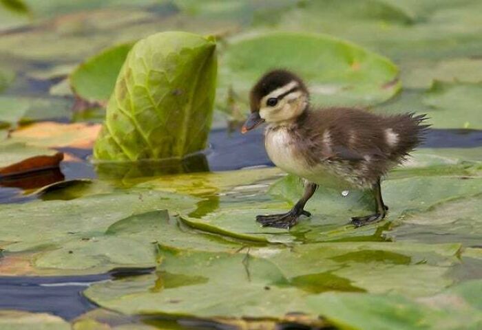 Baby Duck Walking On Lily Pads