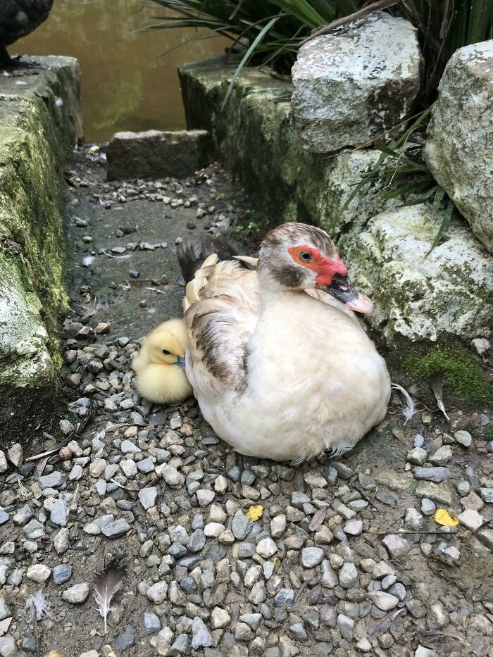 Mama Duck And Baby Duck