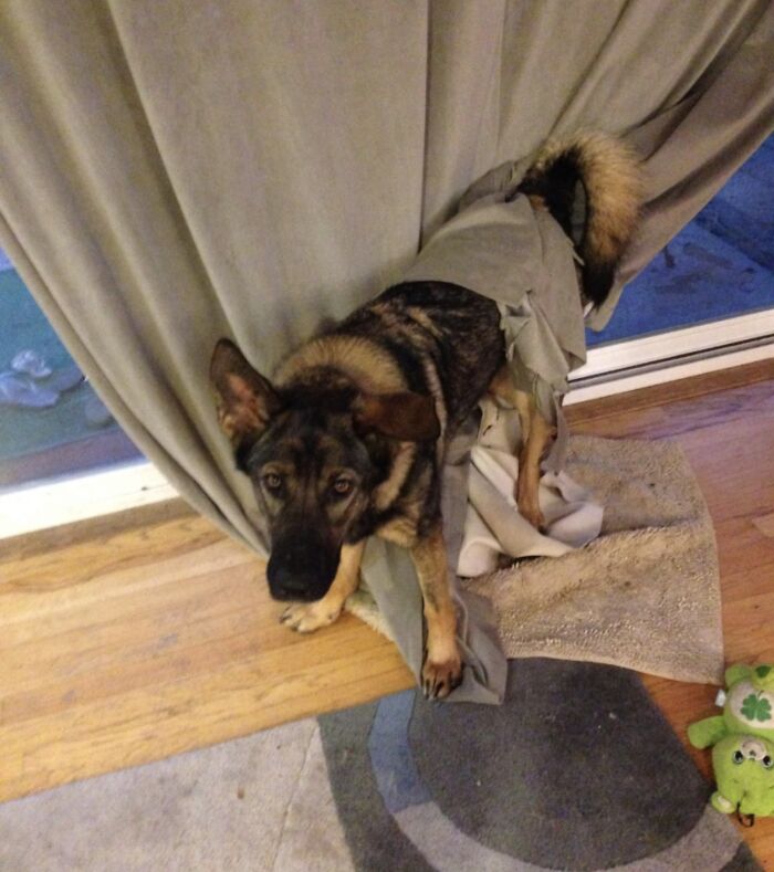 My Rescue GSD Was About A Year Old At The Time. The Look Of Shame From Being Stuck In The Curtains She Tore Up