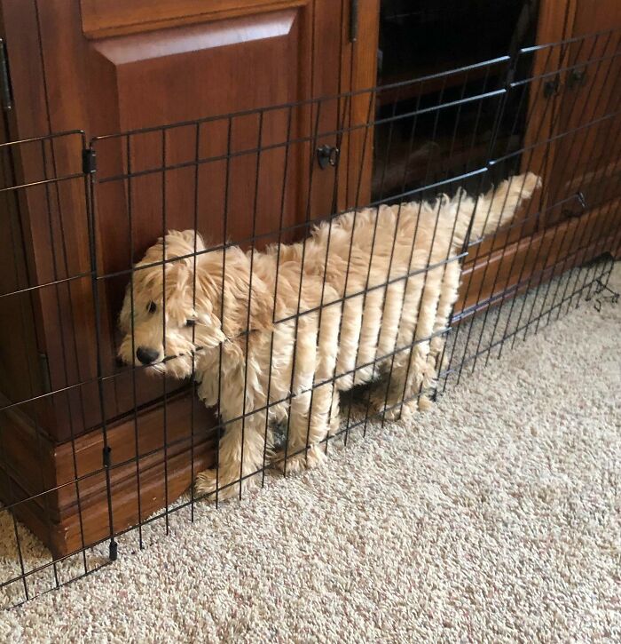 Our 3.5-Month-Old Puppy Has Become Quite The Escape Artist. Caught Her Stuck In This Failed Attempt Today