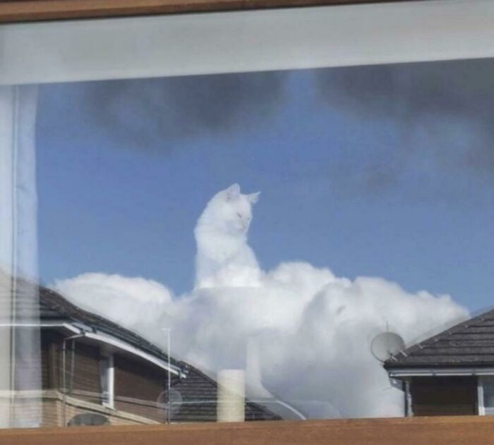 All Hail Mighty Cat, Ruler Of The Heavens And The Earth