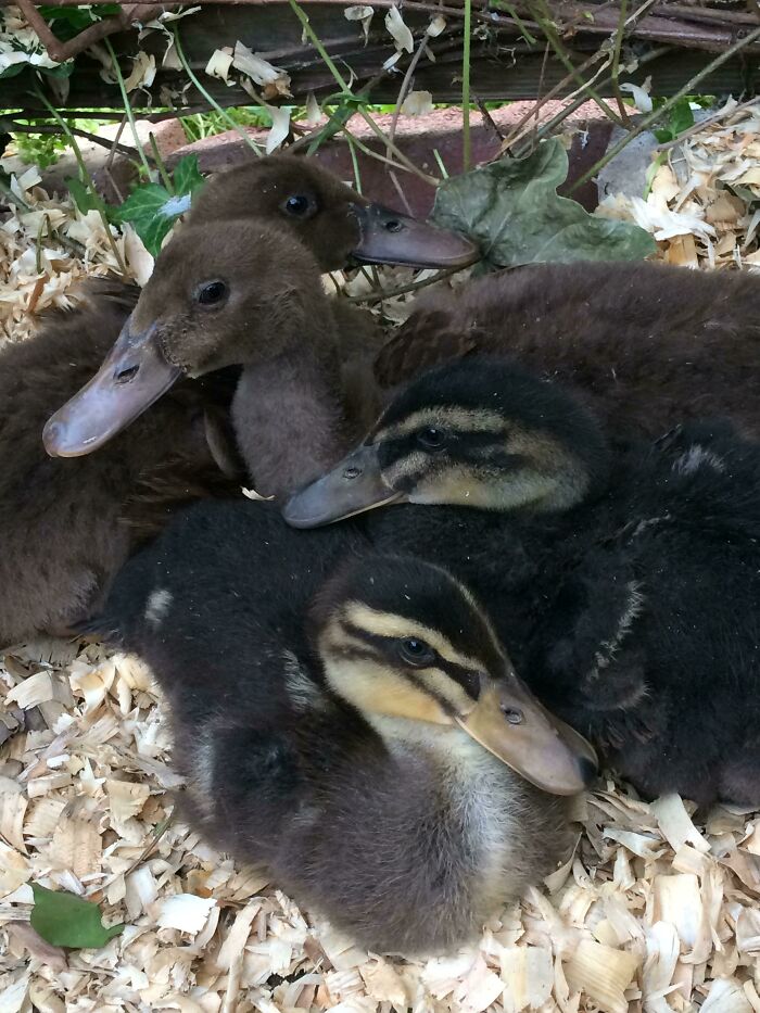 My Beautiful Duckies