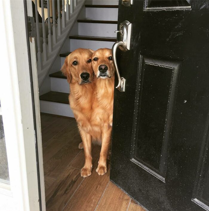 Mis perros parecen haberse fusionado esta mañana