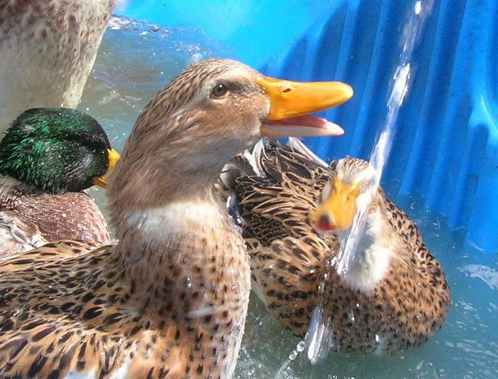I Love Ducks. Just Trickle Some Water In Their Pool And They're Deliriously Happy