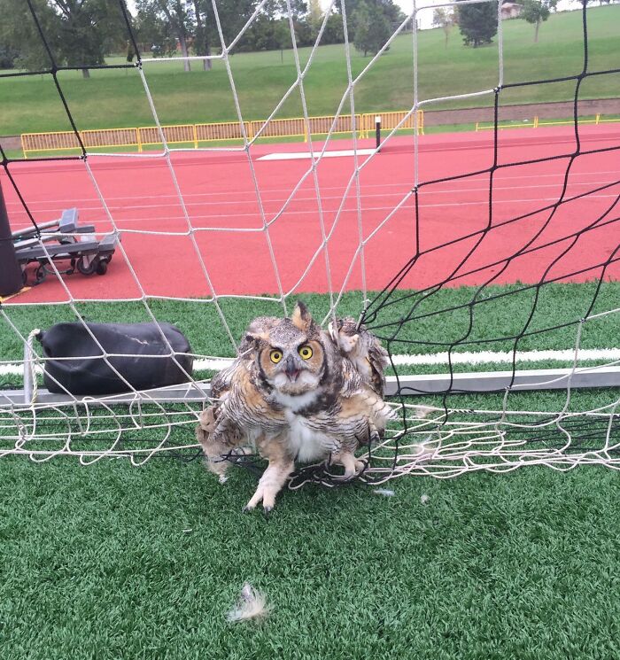 Owl Got Stuck In The Net, Delaying Our Game For 30 Minutes. He Was Removed And Is Currently In The Zoo