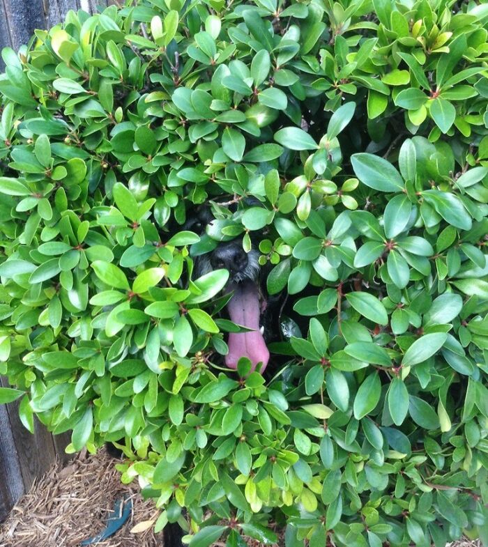 In His Old Age, He Tends To Get Stuck In Places. Like Bushes. For 2 Hours