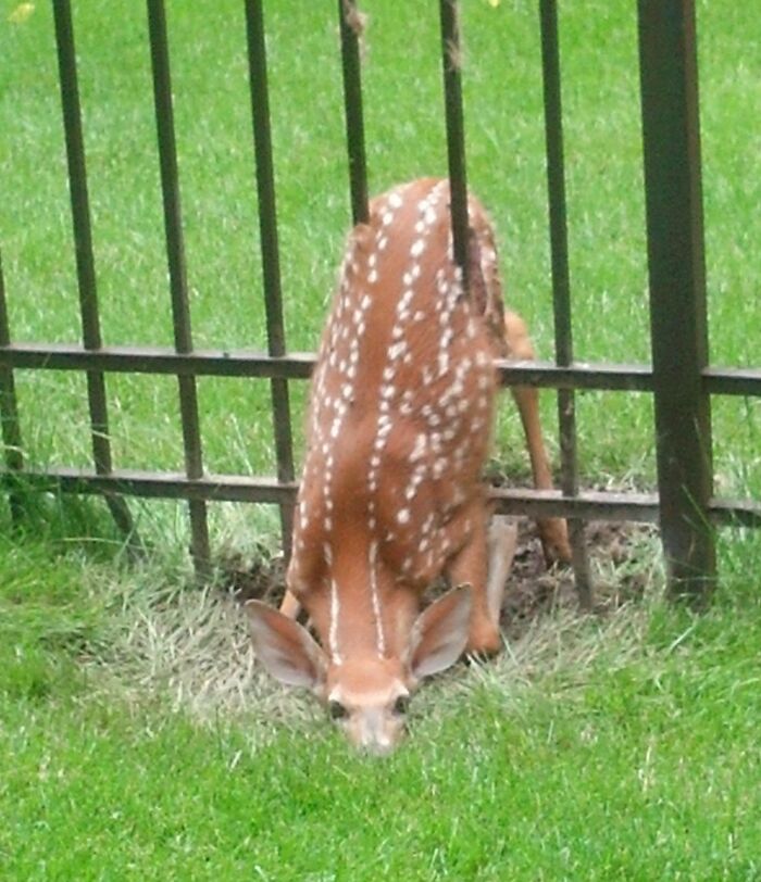 I Woke Up This Morning And I Found This Baby Deer Stuck In My Fence