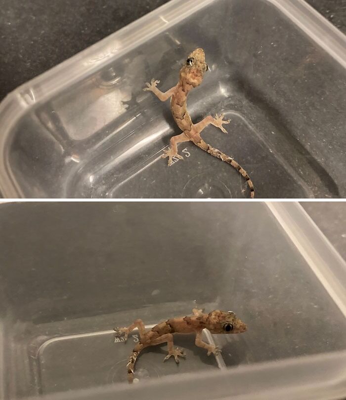 Hi! Does This Lizard Look Like A Mediterranean House Gecko? Or Does Anyone Have Any Ideas What It Might Be