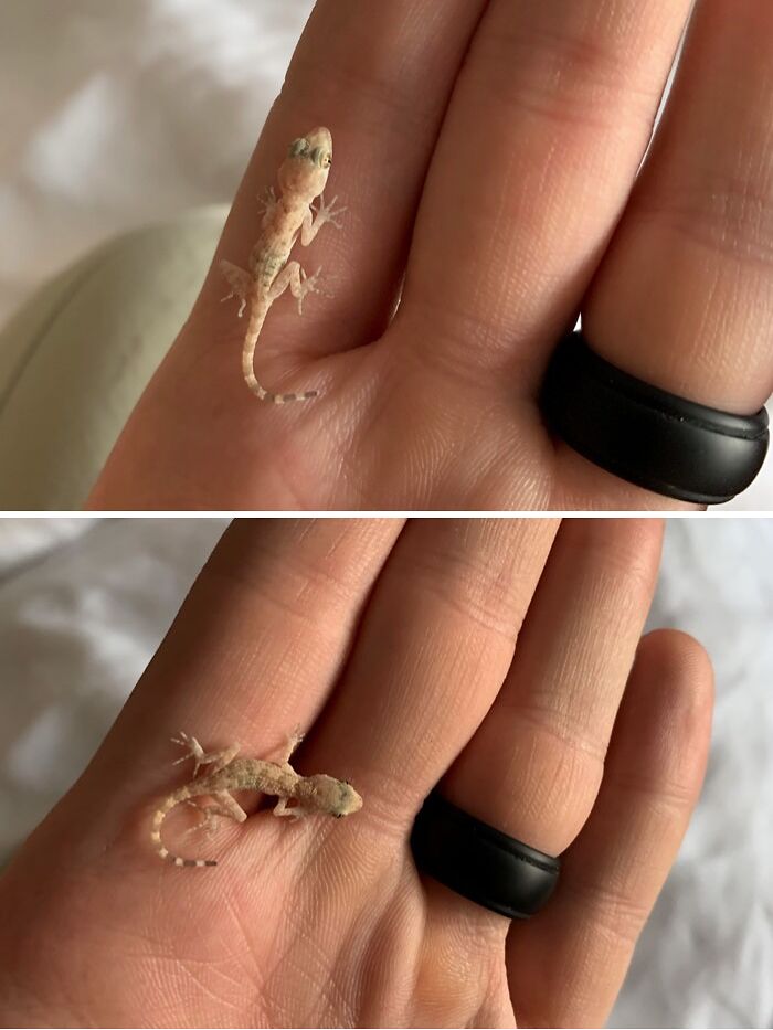 Found This Little Lizard/Gecko In My Hotel Room (It Has Been Released Outside) In Chandler AZ. Hoping For Species Identification
