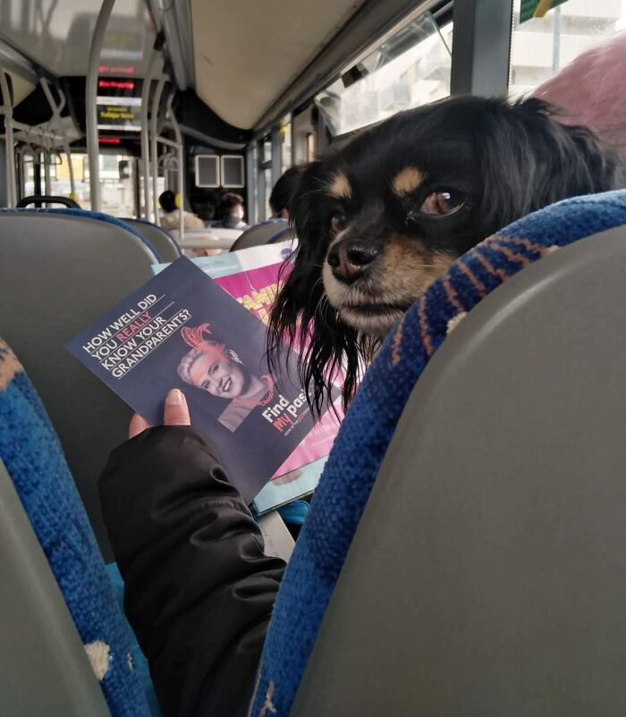 Perro leyendo un folleto en el autobús