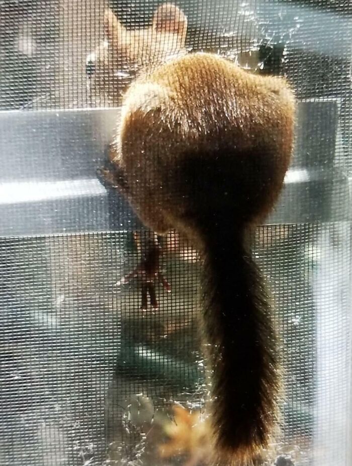 Squirrel Tries To Break Into My Mom's House (Again) To Steal More Birdseed. Gets Stuck Trying To Make A Smooth Getaway