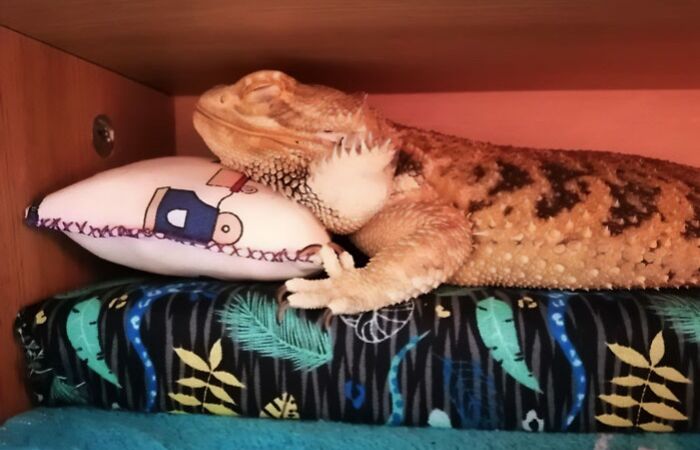 Mi dragón durmiendo en su camita