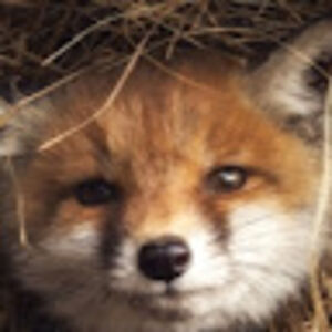 technoticgaming avatar