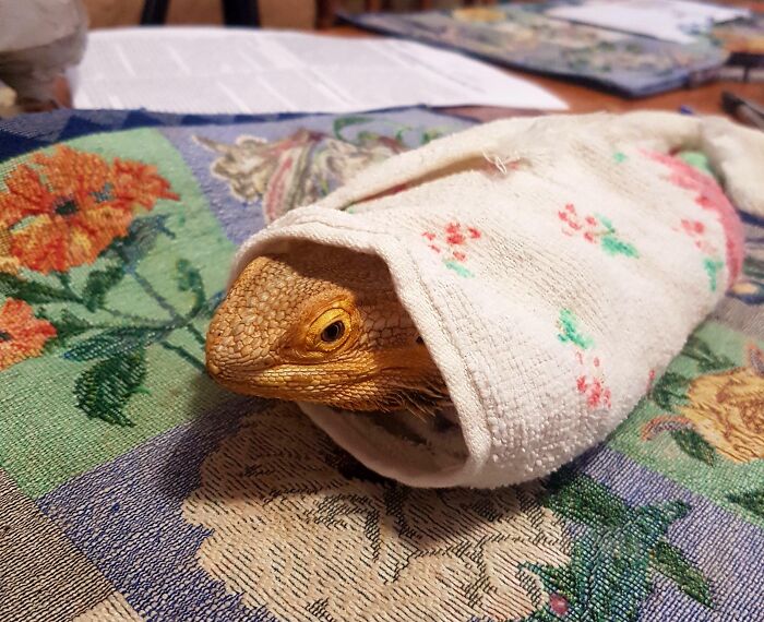 I Know Lizards Aren't Traditionally Cute, But Heres Mine Being A Burrito After After A Bath