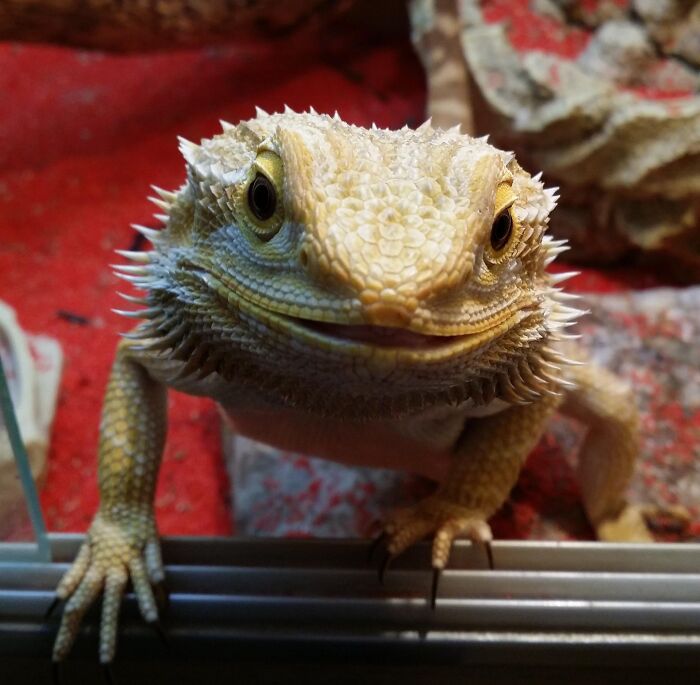I've Always Thought Lizards And Reptiles Were Cute