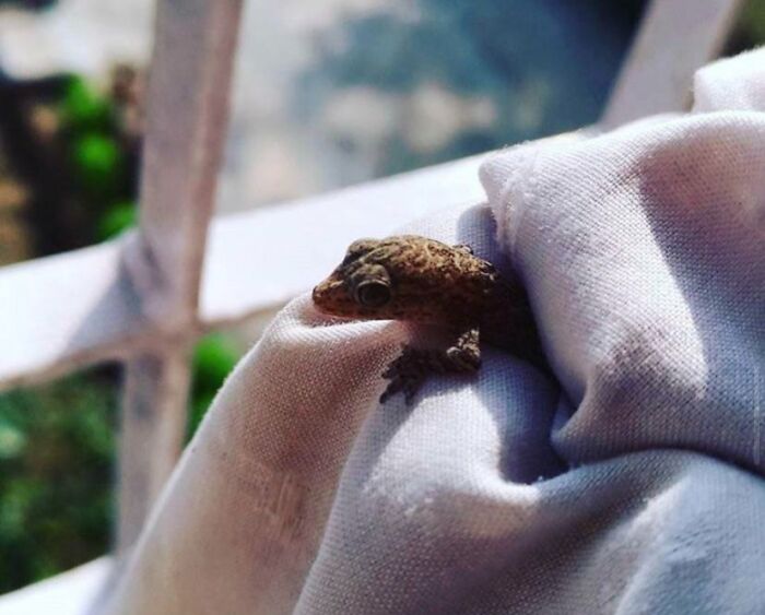 Can Baby Lizards Be Cute Too? I Certainly Think So