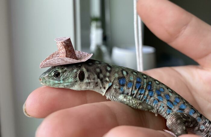 I Made A Cowboy Hat For My Lizard