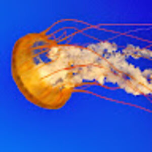 katiethompson avatar