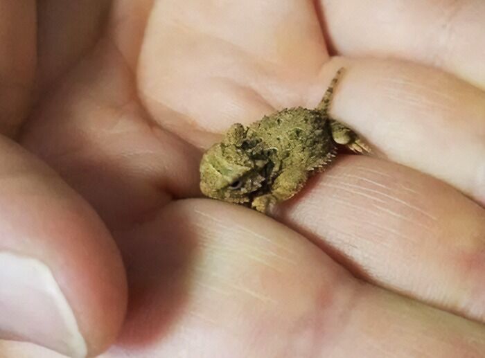 Here Is A Baby Horned Lizzard