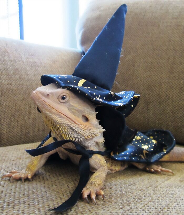 Put On My Robe And Lizard Hat