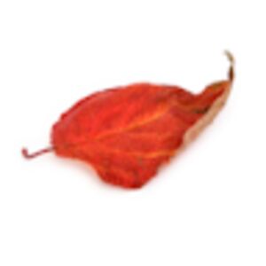 floydcorderosa avatar